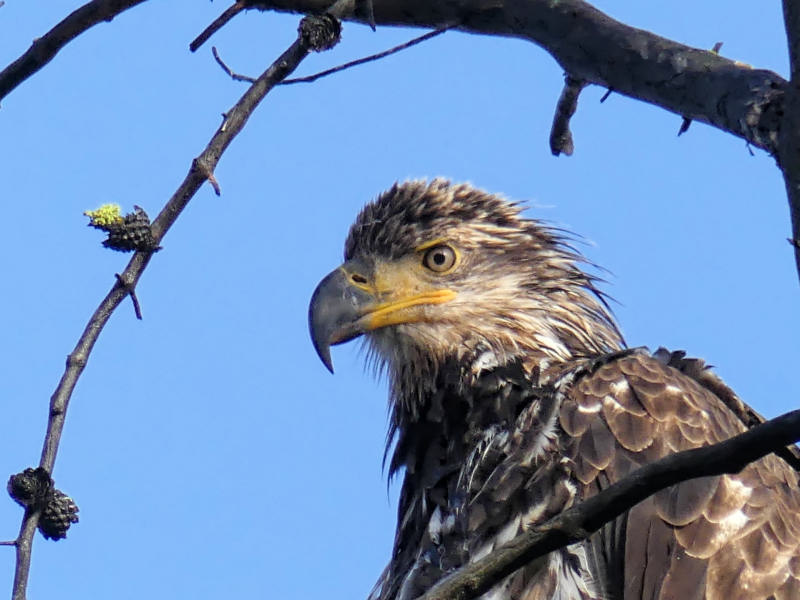 Juvenile Bald Eagle, Tunkwa Lake, BC